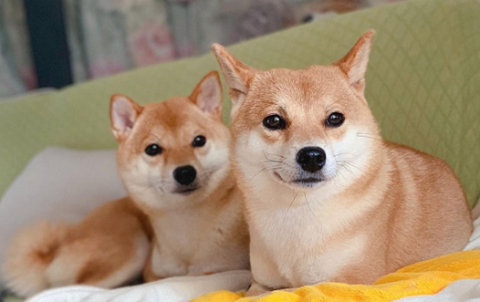 柴犬为什么对狗的攻击性这么强