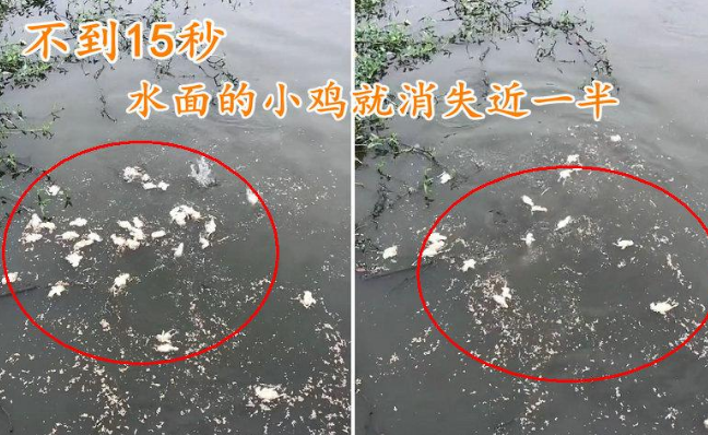 一口吞鸭子!广东村庄鸭子频失踪,祸首是入侵物种,正向长江扩散 一口吞鸭子!广东村庄鸭子频失踪,祸首是入侵物种,正向长江扩散