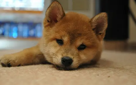 为什么柴犬长得像土狗?本文可以给你答案 为什么柴犬长得像土狗?本文可以给你答案