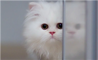 母猫一年生两窝可以吗