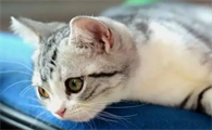 为什么母猫绝育后还是叫