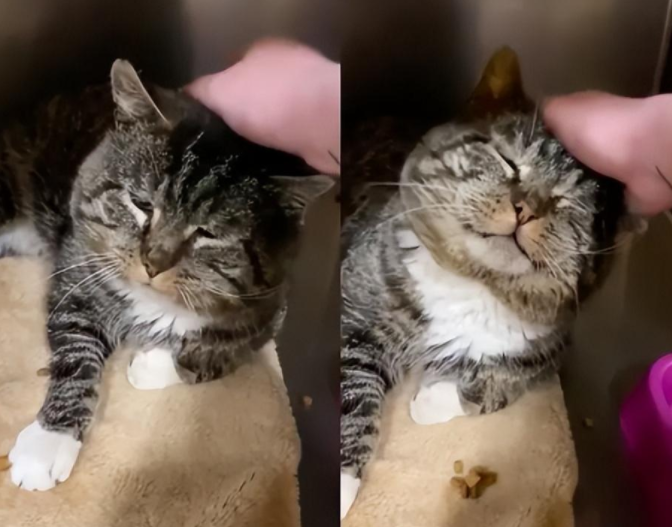 流浪猪咪被举报…居民：“它一天炫八顿！”