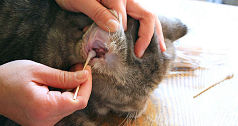 猫咪洗耳朵后一直抓和甩头怎么办