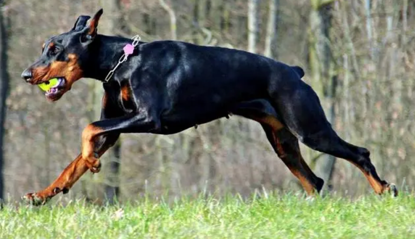 教教大家如何认识杜宾犬?新手必看 教教大家如何认识杜宾犬?新手必看