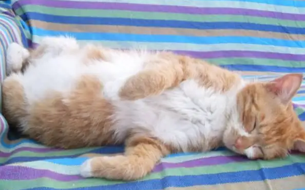 猫怀孕有孕吐反应吗 猫怀孕有孕吐反应吗