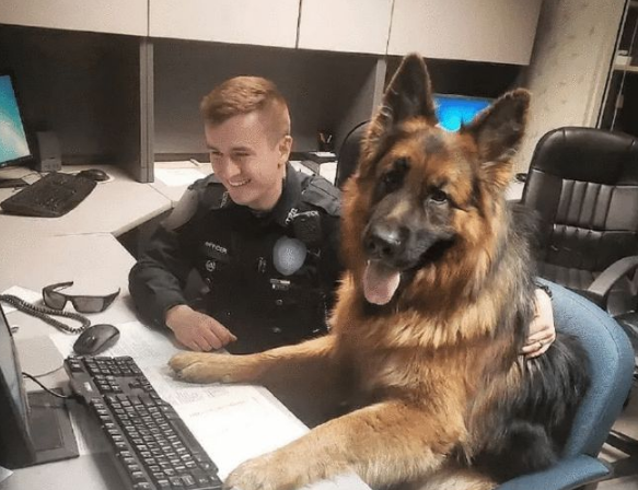 搜爆犬退役后闲不住,主人买来“弹药”,真是个劳碌汪啊 搜爆犬退役后闲不住,主人买来“弹药”,真是个劳碌汪啊