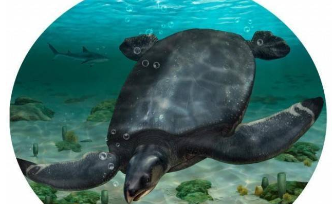 国际最新研究发现新物种化石 或为全球史上最大海洋龟类之一