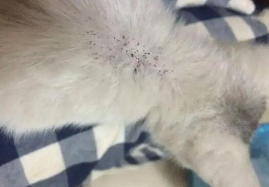 猫身上有跳蚤怎么办 最简单的办法 猫身上有跳蚤怎么办 最简单的办法