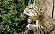 猫薄荷对猫有危害么