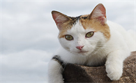 猫咪需要每年都打疫苗吗