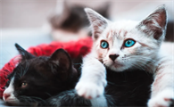奶猫用嘴呼吸还有救吗？