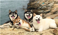 柴犬淘气吗？一文告诉你