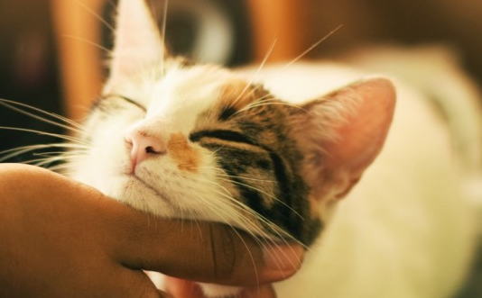 小猫可以喂泛昔洛韦吗 小猫可以喂泛昔洛韦吗