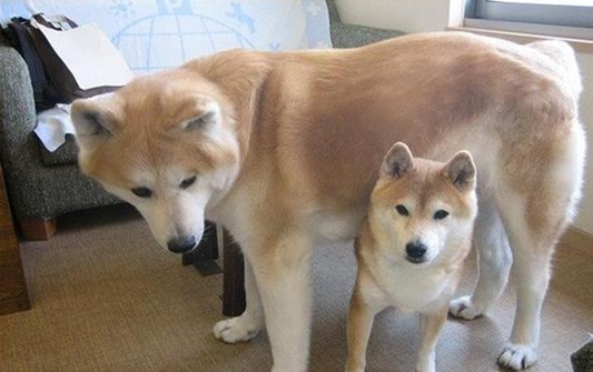 柴犬和秋田犬哪个好养?这篇文章带你来看看 柴犬和秋田犬哪个好养?这篇文章带你来看看