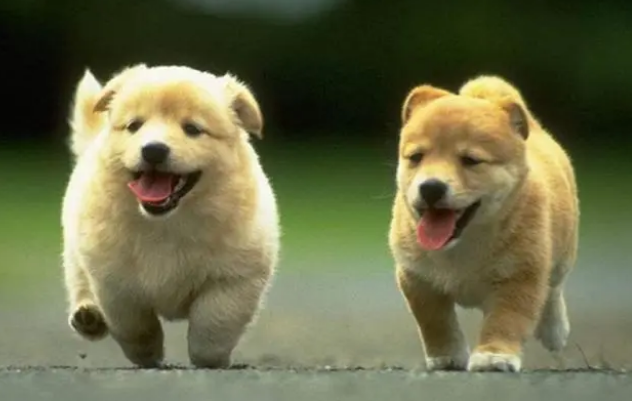 狗狗得犬瘟了怎么办能治好吗 狗狗得犬瘟了怎么办能治好吗