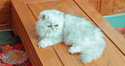 猫咪到新家不吃不喝
