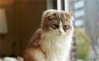 母猫多长时间闹一次呢？