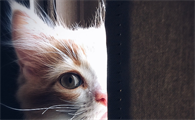 母猫尿道口有白色糊状物是什么