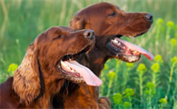 怎么检测狗有没有狂犬病毒