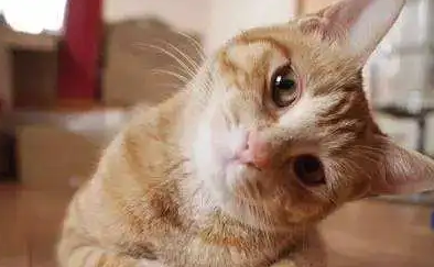 小猫咬人怎么教育 小猫咬人怎么教育