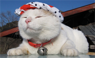 一个半月小猫不吃猫粮怎么办