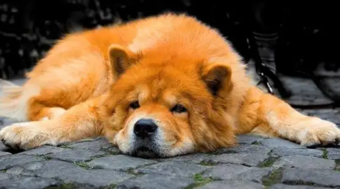 狗狗夏天拉稀怎么回事？这几种情况要注意！