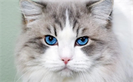 怎么看猫是不是得了猫癣