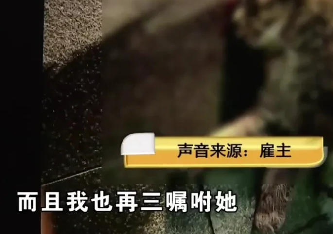 23万的缅因猫坠楼,阿姨该不该负责 23万的缅因猫坠楼,阿姨该不该负责