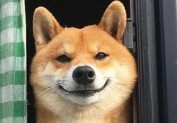 柴犬秋田犬区别在哪？来这看看就清楚了！