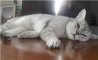 猫不小心吃了壁虎怎么办