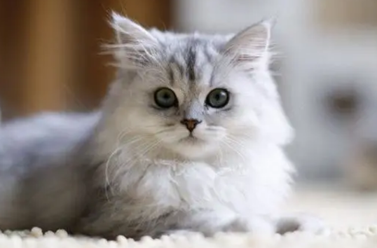 猫咪一直睡觉不吃东西是什么原因引起的 猫咪一直睡觉不吃东西是什么原因引起的