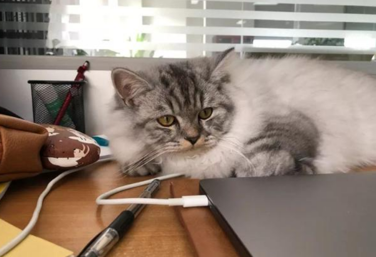 银渐层猫几个月成年？不知道的来看看