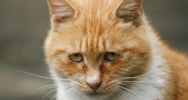 猫咪长癣会死吗 猫咪长癣会死吗