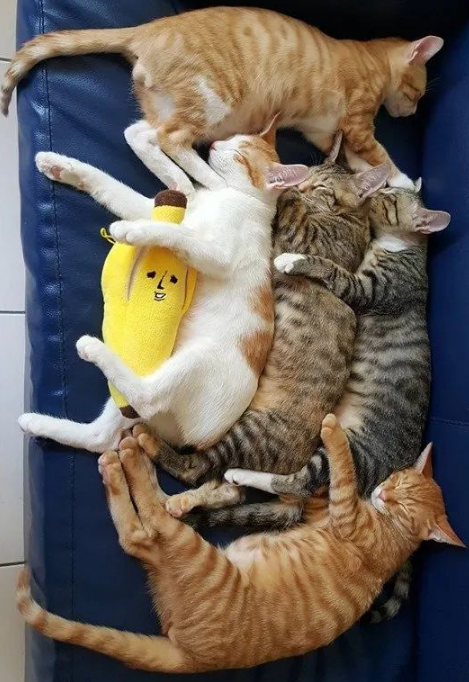 猫:听说你在外面到处造谣说我死了?? 猫:听说你在外面到处造谣说我死了??