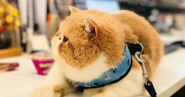 养猫咪的注意事项有哪些 养猫咪的注意事项有哪些