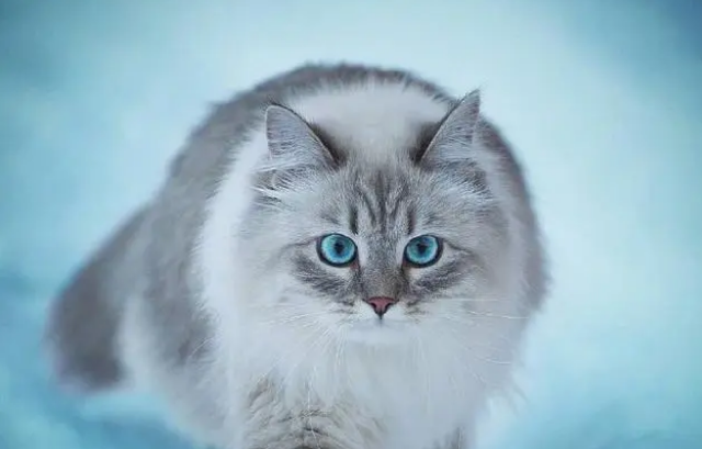 小奶猫眼睛化脓了是什么原因