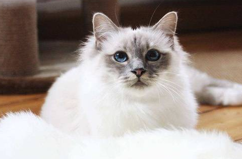 猫咪体内驱虫用什么好一点