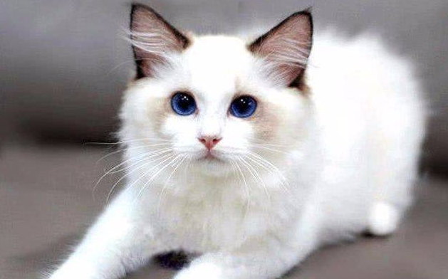 500买了只布偶猫