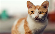猫咪后腿无力走路不稳是什么原因