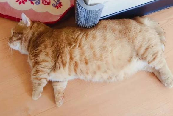 猫怀孕后会吐吗?