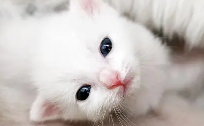 猫咪如何预防猫癣的发生