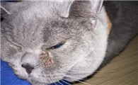 小猫喂驱虫药怎么喂