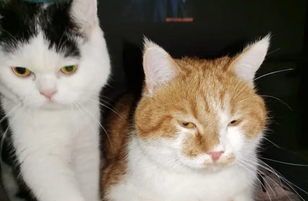 蓝猫和橘猫生出什么猫,你见过吗 蓝猫和橘猫生出什么猫,你见过吗