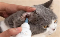小奶猫多大可以清理耳朵里的毛