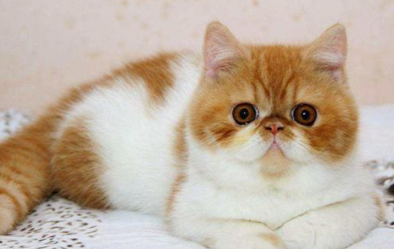 猫的尿有点红是怎么回事