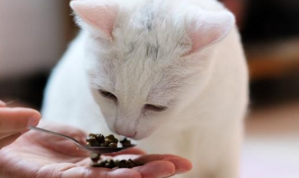 猫咪生完小猫后吃什么补身体?注意这三点即可 猫咪生完小猫后吃什么补身体?注意这三点即可