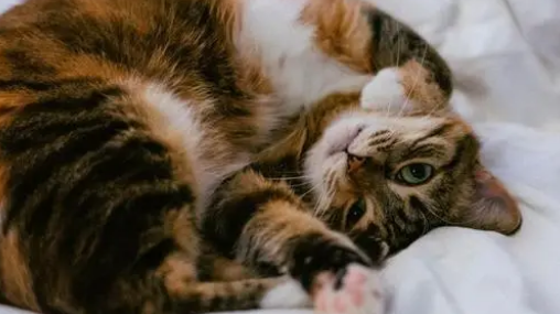 猫一个月可以洗澡嘛 猫一个月可以洗澡嘛