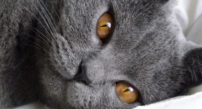 特尔猫和英短的区别是什么?看完秒懂 特尔猫和英短的区别是什么?看完秒懂