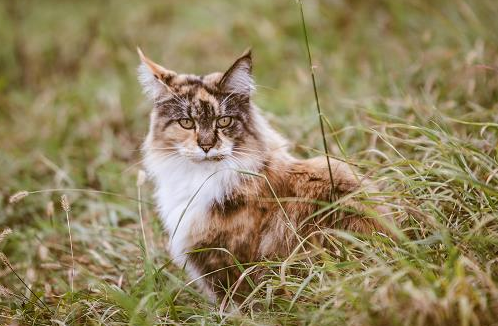 猫肚子里有硬块是怎么回事