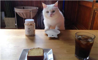 猫咪有眼屎用什么眼药水效果好